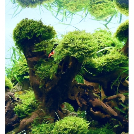 Image 1 - Riccardia chamedryfolia - Plante en pot In Vitro pour aquarium Aqua Store
