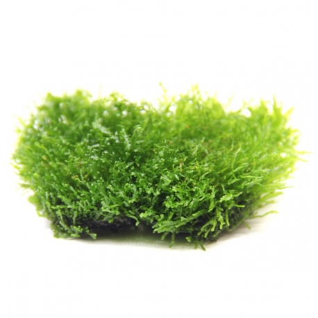 Image 2 - Riccardia chamedryfolia - Plante en pot In Vitro pour aquarium Aqua Store