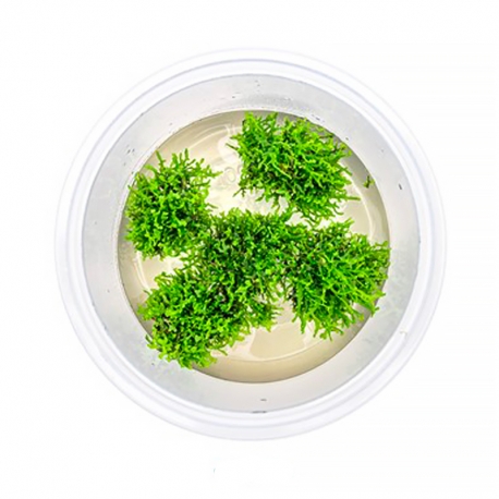 Riccardia chamedryfolia - Plante en pot In Vitro pour aquarium Aqua Store