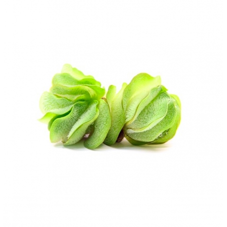 Image 1 - Salvinia auriculata plante flottante - Plante en Pot In Vitro pour Aquarium Aqua Store
