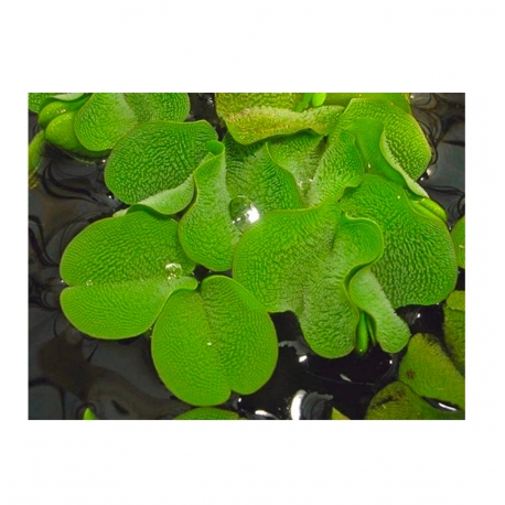 Image 2 - Salvinia auriculata plante flottante - Plante en Pot In Vitro pour Aquarium Aqua Store