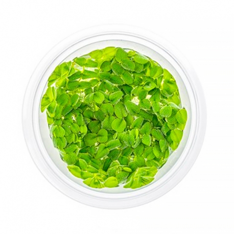 Salvinia auriculata plante flottante - Plante en Pot In Vitro pour Aquarium Aqua Store