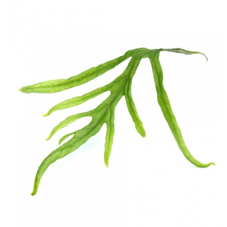Image 1 - Microsorum pteropus Trident - Plante en pot pour aquarium Aqua Store