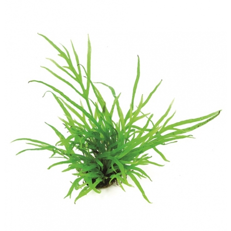 Microsorum pteropus Trident - Plante en pot pour aquarium