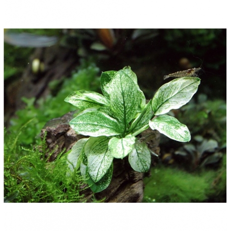 Image 1 - Anubias Nana Pinto - Plante en Pot pour Aquarium Aqua Store
