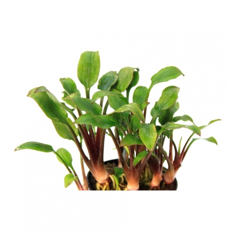 Image 1 - Cryptocoryne Lutea "Hobbit" - Plante en pot pour aquarium Aqua Store