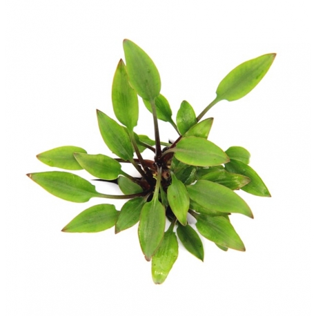 Cryptocoryne Lutea "Hobbit" - Plante en pot pour aquarium