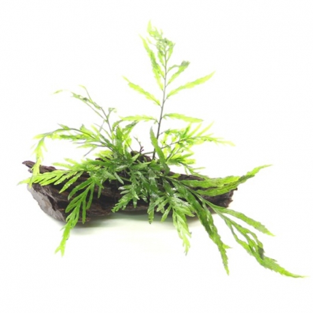 Bolbitis heudelotii sur racine - Plante pour aquarium Aqua Store