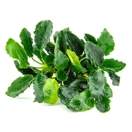 Anubias barteri var.nana "Kinri"- Plante en pot pour aquarium Aqua Store
