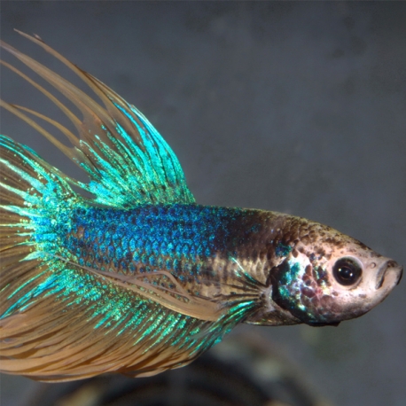 Image 2 - JBL ProNovo Betta Flakes S - 6 g - 20 ml Aqua Store