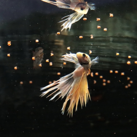 Image 2 - JBL ProNovo Betta Grano S - 16 g - 20 ml Aqua Store