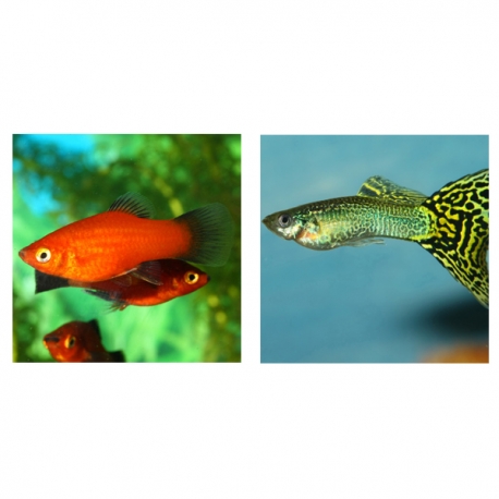 Image 1 - JBL ProNovo Guppy Grano S - 56 g - 100 ml Aqua Store