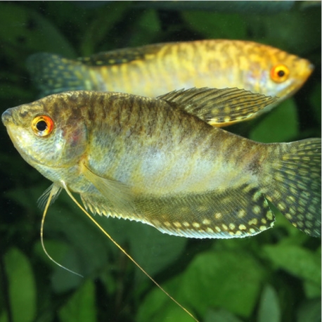 Image 1 - JBL ProNovo Gourami Grano S - 115 g - 250 ml Aqua Store