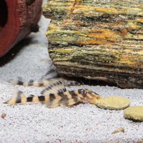 Image 1 - JBL ProNovo Pleco Wafer XL - 2,8 kg - 5,5 Litres Nourriture pleco aquarium Aqua Store