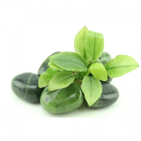 Anubias barteri var.nana "Jade"- Plante en pot pour aquarium Aqua Store