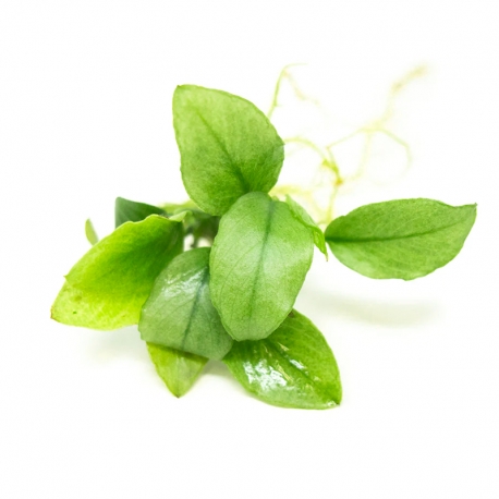 Image 1 - Anubias barteri var.nana "Jade"- Plante en pot pour aquarium Aqua Store