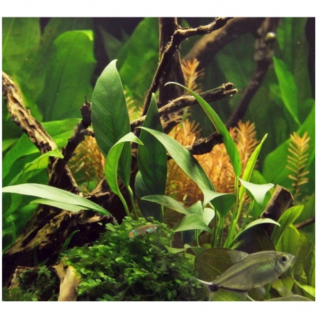 Image 1 - Anubias barteri var. Glabra- Plante en pot pour aquarium Aqua Store