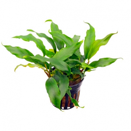 Anubias barteri var. Glabra- Plante en pot pour aquarium