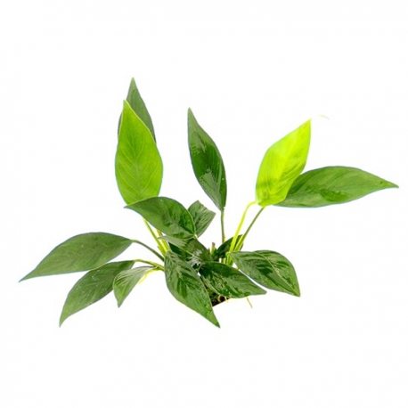 Image 1 - Anubias barteri var. Glabra- Plante en pot pour aquarium Aqua Store