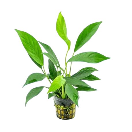 Anubias barteri var. Glabra - Plante en pot pour aquarium Aqua Store