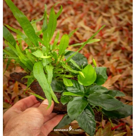 Anubias Nana avec Microsorum sur Racine - Plante pour Aquarium