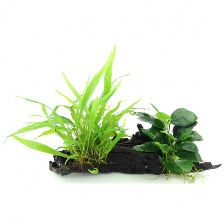 Anubias Nana avec Microsorum sur Racine - Plante pour Aquarium Aqua Store
