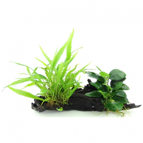 Plantes aquatiques vivantes pour aquarium, plantes d'eau douce Anubias  barteri