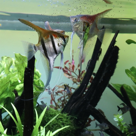 Image 2 - JBL ProNovo Bel Grano S - 140 g - 250 ml Nourriture poissons aquarium Aqua Store
