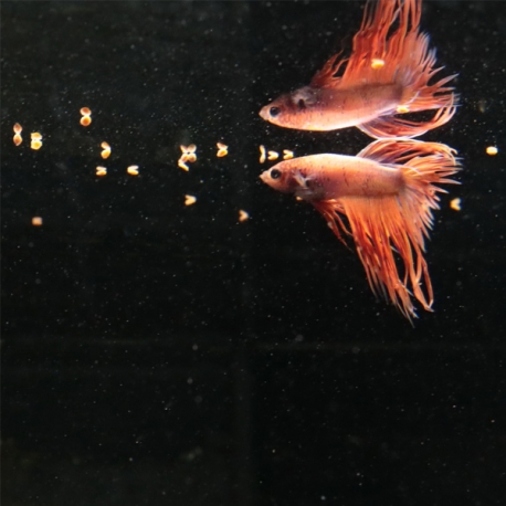 Image 2 - JBL ProNovo Betta Grano S - 50 g - 100 ml Aqua Store