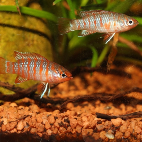 Image 1 - JBL ProNovo Cichlid Grano S - 250 ml - 130 g Aqua Store