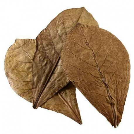 Image 1 - HOBBY Nano Catappa Leaves - Feuilles de badamier x12 Aqua Store
