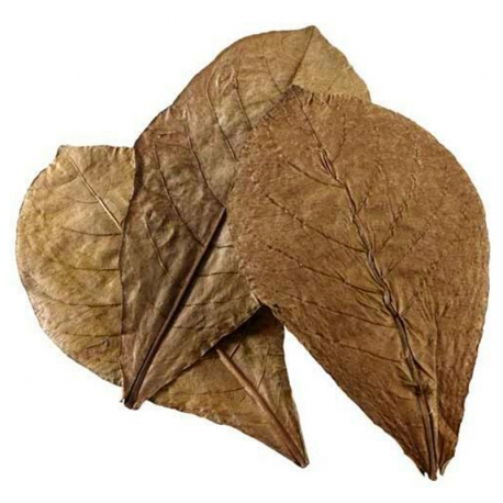 HOBBY Nano Catappa Leaves - Feuilles de badamier x12