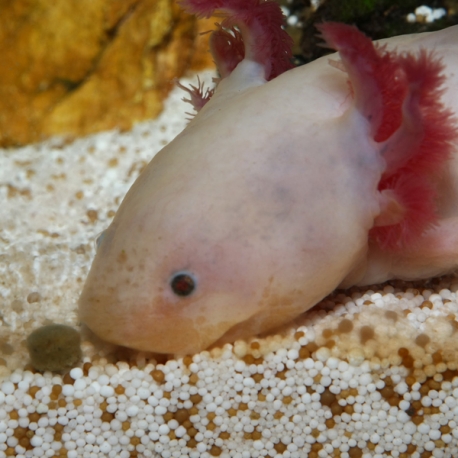 Nourriture Axolotls aquarium - JBL ProNovo Lotl Grano M 250 ml