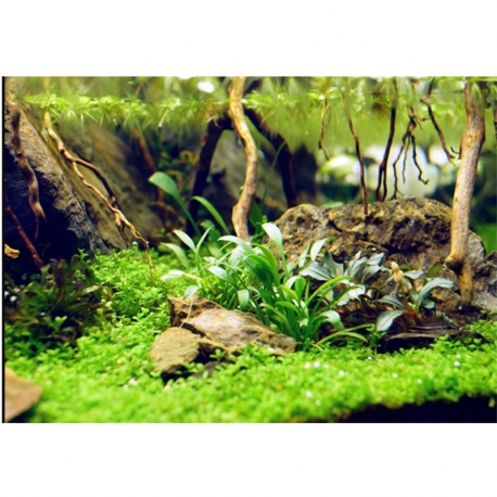 Image 1 - Cryptocoryne parva - Plante en pot pour aquarium Aqua Store