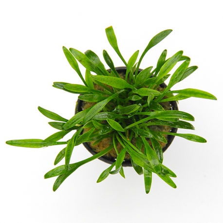 Image 1 - Cryptocoryne parva - Plante en pot pour aquarium Aqua Store