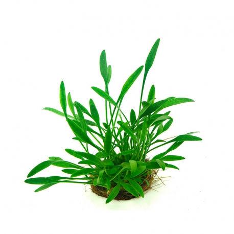 Cryptocoryne parva - Plante en pot pour aquarium