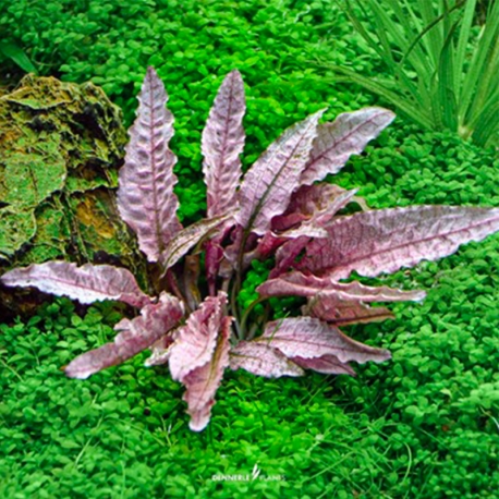 Cryptocoryne sp. "Flamingo" - Plante en Pot In-Vitre pour Aquarium