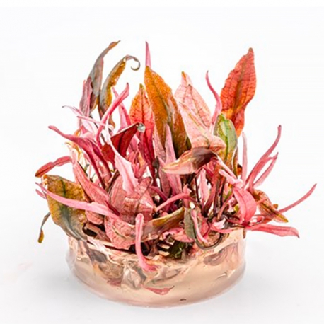Image 2 - Cryptocoryne sp. "Flamingo" - Plante en Pot In-Vitre pour Aquarium Aqua Store