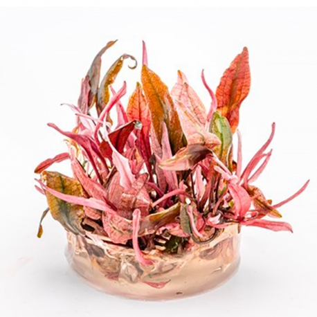 Cryptocoryne sp. "Flamingo" - Plante en Pot In-Vitre pour Aquarium