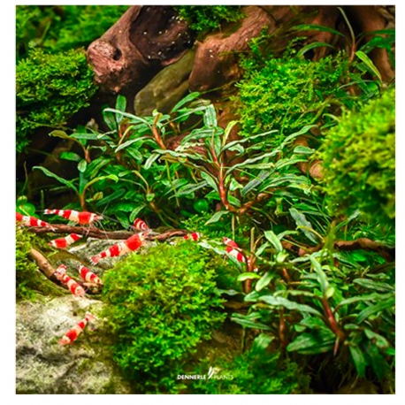 Image 1 - Bucephalandra Micrantha 'Needle leaf ' - Plante en Pot In-Vitro pour aquarium Aqua Store