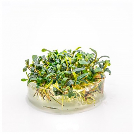 Image 2 - Bucephalandra Micrantha 'Needle leaf ' - Plante en Pot In-Vitro pour aquarium Aqua Store