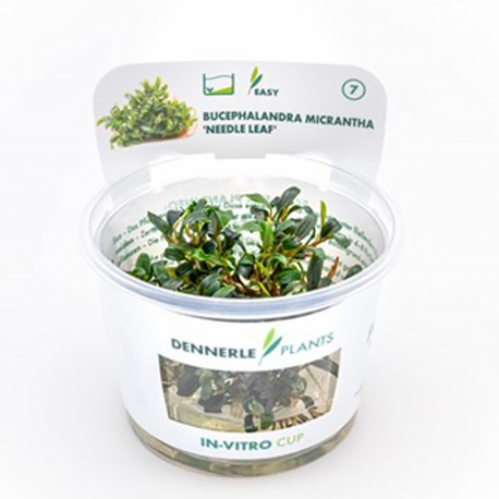 Image 3 - Bucephalandra Micrantha 'Needle leaf ' - Plante en Pot In-Vitro pour aquarium Aqua Store