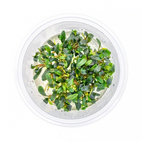 Bucephalandra Micrantha 'Needle leaf ' - Plante en Pot In-Vitro pour aquarium Aqua Store