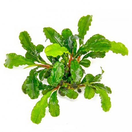 Image 1 - Bucephalandra pygmea "Bukit kelam" - Plante en Pot In-Vitro pour aquarium Aqua Store