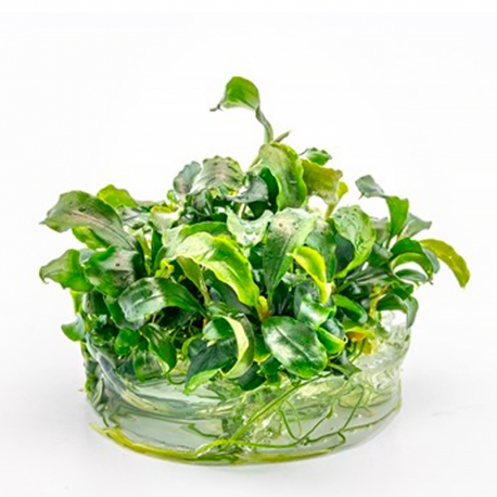 Image 2 - Bucephalandra pygmea "Bukit kelam" - Plante en Pot In-Vitro pour aquarium Aqua Store