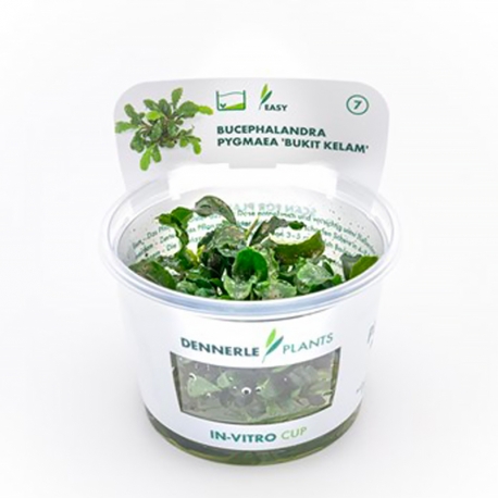 Image 3 - Bucephalandra pygmea "Bukit kelam" - Plante en Pot In-Vitro pour aquarium Aqua Store