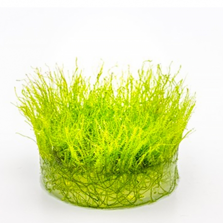 Image 1 - Amblystegium serpens - Plante en Pot In-Vitro pour aquarium Aqua Store