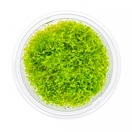 Amblystegium serpens - Plante en Pot In-Vitro pour aquarium Aqua Store