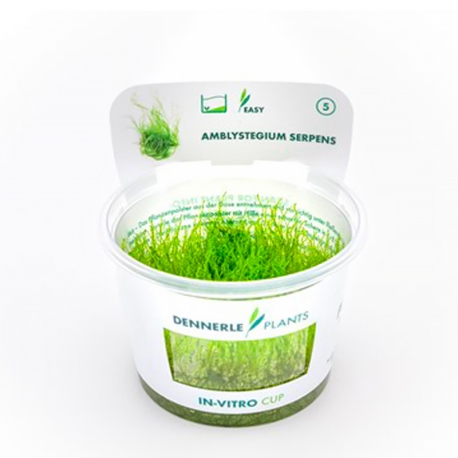 Image 1 - Amblystegium serpens - Plante en Pot In-Vitro pour aquarium Aqua Store