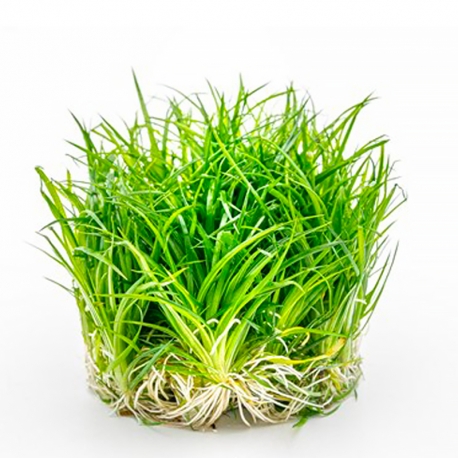 Image 1 - Eriocaulon cinereum - Plante en Pot In-Vitro pour aquarium Aqua Store